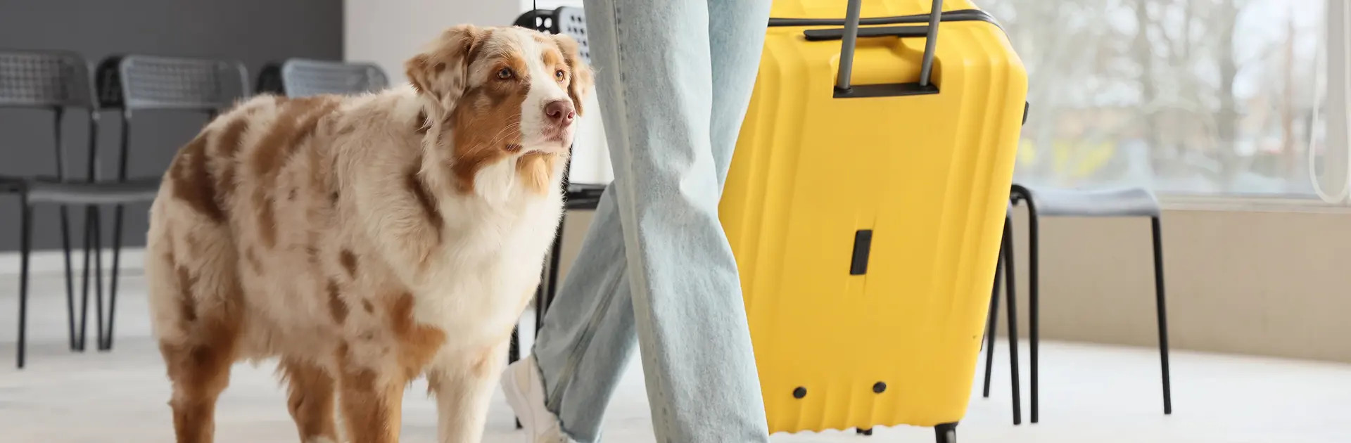 Perro marrón y blanco junto a una maleta amarilla, representando viajes con mascotas